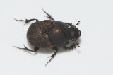 Onthophagus fracticornis ( Krokhorndyvel )