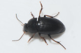 Harpalus anxius ( Smal frölöpare )