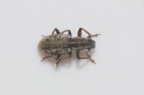 Sitona lineellus