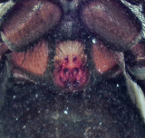 Zelotes petrensis ( Stensvartspindel )