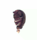 Horna Skne 13.6-19 palpe adult male