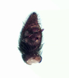 Pardosa fulvipes ( Gulbent vargspindel )