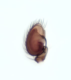 Hahnia nava ( Hedpanspindel )