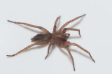 Gossiz Uppland 17.5-19 adult male