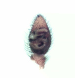 Pardosa pullata ( Kortbent vargspindel )