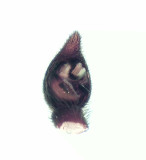 Alopecosa pulverulenta ( Ängsvargspindel )