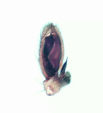 Gamlens vg Halland 15.10-19 palp adult male