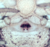 Gamlens vg Halland 15.10-19 epigyne adult female