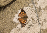 Nidingen Halland 4.6-19