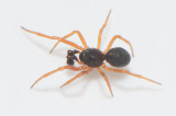 Ekebymosse Vstmanland 19.5-19 adult male