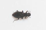 Hydrochidae ( Gyttjebaggar )