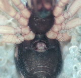 Apelviken Halland 1.2-20 epigyne adult female