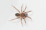 Angryd Halland 8.2-20 adult male