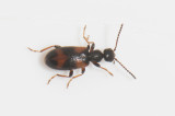 Anthicidae ( Kvickbaggar )