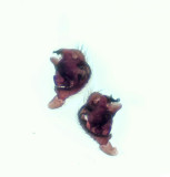 Valinge Halland 18.2-20 palp adult male