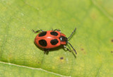  Endomychidae ( Svampbaggar )