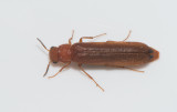  Lymexylidae ( Varvsflugor )