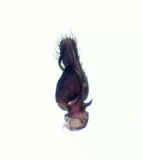 Horna Skne 13.6-19 palp adult male