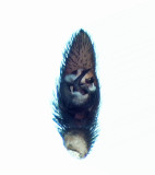 Pardosa saltans ( Lundvargspindel )
