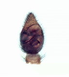 Pardosa sphagnicola ( Torvvargspindel )