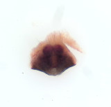 Bjrketorp Halland 7.4-20 vulva adult female