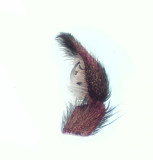 Pardosa lugubris ( lvvargspindel )