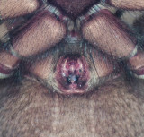 Gnaphosa muscorum ( Glänthuggspindel )