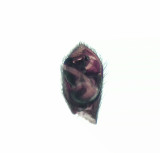 Skrs udde Halland 7.8-20 palp adult male