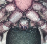 Zelotes electus ( Rosthuvad svartspindel )