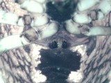Araneus marmoreus ( Marmorspindel )