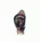 Philodromus aureolus ( Gyllensnabblpare )