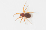 Mosse kulla Halland 25.8-20 adult female
