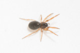 Subbe Halland 21.2-21 adult female