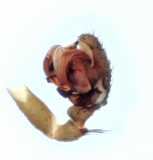 Microneta viaria ( Frnamattvvare )
