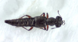 Ottersjn Halland 10.3-21  3,2 mm
