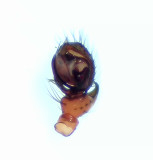 Drepanotylus uncatus ( Myrkrokspindel )