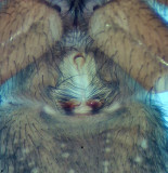 Obbhults grustag Halland 3.5-21 epigyne adult female