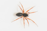 Kagabcksviken Halland 13.4-21 adult female