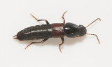 Quedius molochinus