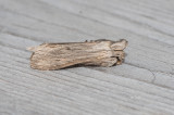 Cucullia chamomillae ( Kamomillkapuschongfly )