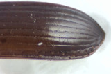 Harpalus laevipes ( Skogsfrölöpare ) 9-10,5 mm