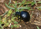 Meloidae ( Oljebaggar )