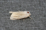 Gettern Halland 6.6-21