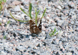 Lillsved Uppland 13.7-21