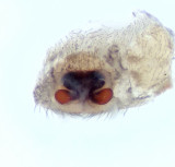 Gransltt Uppland 12.7-21 vulva adult female
