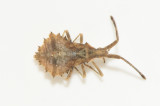 Syromastus rhombeus