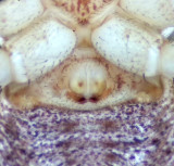 Xysticus lanio ( Lvkrabbspindel )