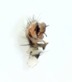 Sltt sand Smland 15.8-21 palp adult male
