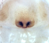 Vargslttsvgen Vstmanland 29.7-21 epigyne adult female