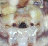 Asphygget Uppland 12.7-21 epigyne adult female